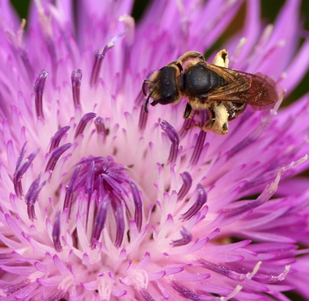 Apidae Halictinae